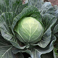 Капуста белокочанная