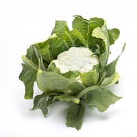 Целеритас F1