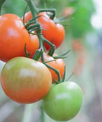 Ассортимент гибридов томата для пленочных теплиц