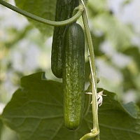 Делтастар F1