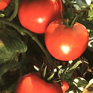 Томат Красный биф