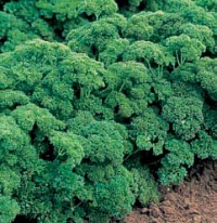 Мооскраузе 2