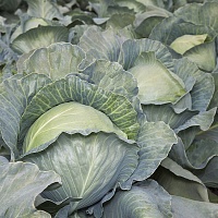 KS 29 F1