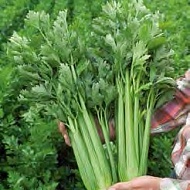 Сельдерей корневой