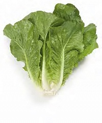 Викторинус