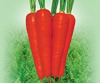 Курода Шантанэ