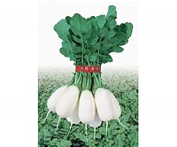 Эйс Спринг F1