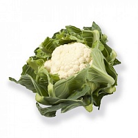 Пруденция F1