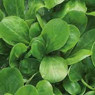 Салат полевой