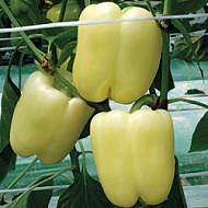 Перец сладкий