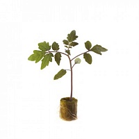 Эмперадор F1